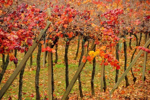 vigneti e colori d'autunno nelle colline di Sarego, monti Berici