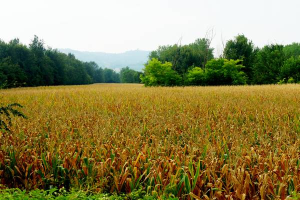 giro ciclistico nella campagna di Sarego, Meledo, Monticello di Fara, Lonigo