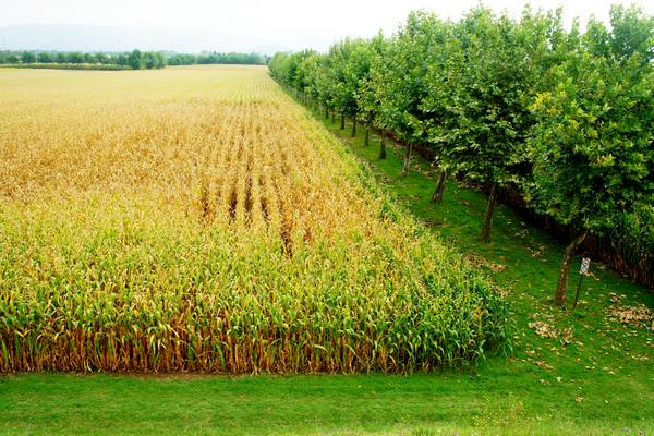 giro ciclistico nella campagna di Sarego, Meledo, Monticello di Fara, Lonigo