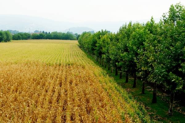 giro ciclistico nella campagna di Sarego, Meledo, Monticello di Fara, Lonigo