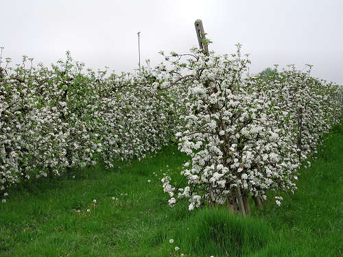 da Montagnana a Legnago