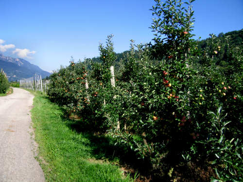 pista ciclabile della Valsugana