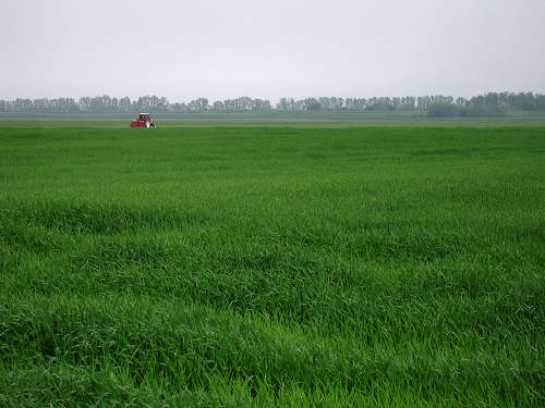 Fiume Frassine da Este al Bosco dei Lavacci a Carmignano di Sant'Urbano
