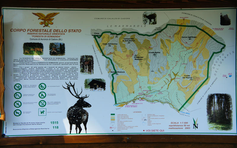 Foresta di Somadida ad Auronzo di Cadore