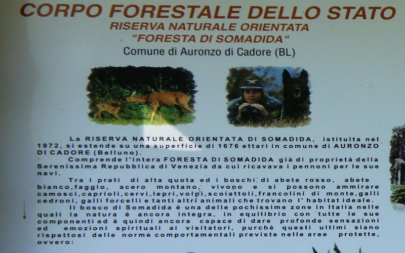 Foresta di Somadida ad Auronzo di Cadore