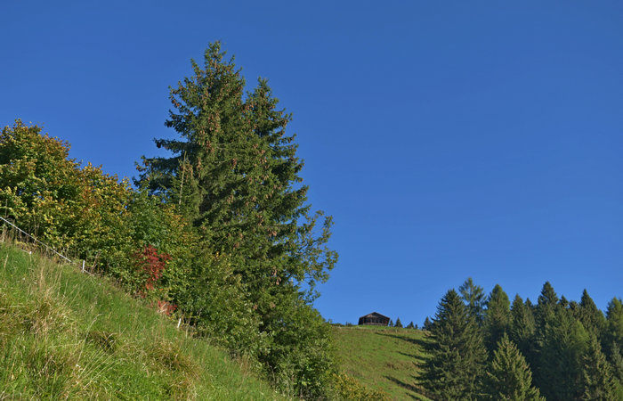 Comelico, escursione da Costa a monte Zovo e al rifugio DeDoo