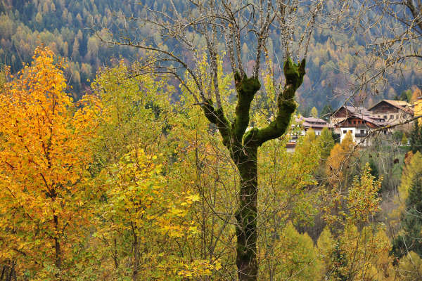 Valle di Cadore, Valboite