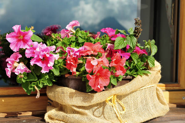 rifugio Costapiana a Valle di Cadore, Antelao Valboite Dolomiti
