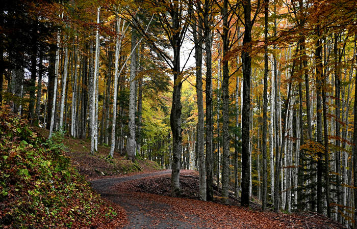 Foliage e colori autunnali nel Bosco del Cansiglio