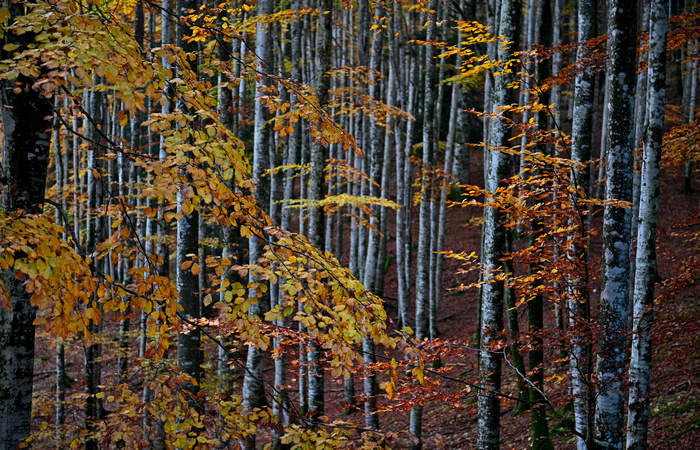 Foliage e colori autunnali nel Bosco del Cansiglio