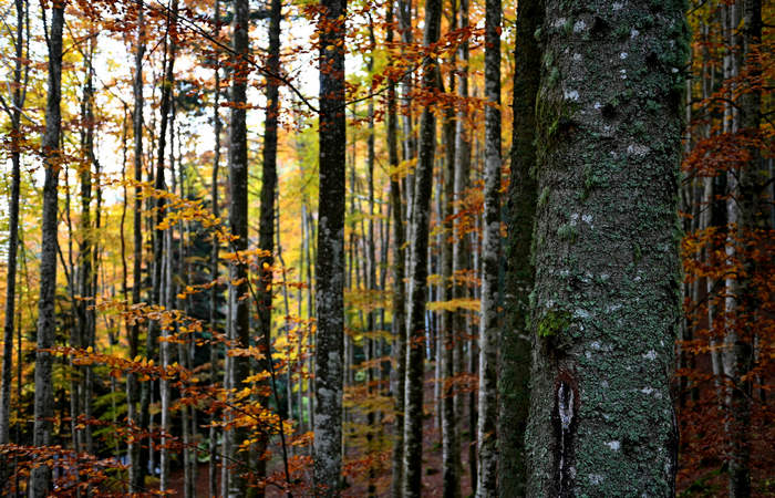 Foliage e colori autunnali nel Bosco del Cansiglio