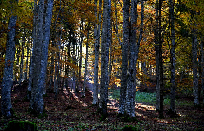 Foliage e colori autunnali nel Bosco del Cansiglio