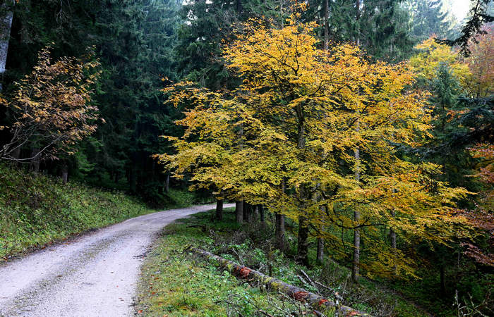 Foliage e colori autunnali nel Bosco del Cansiglio