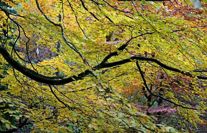 Foliage e colori autunnali nel Bosco del Cansiglio