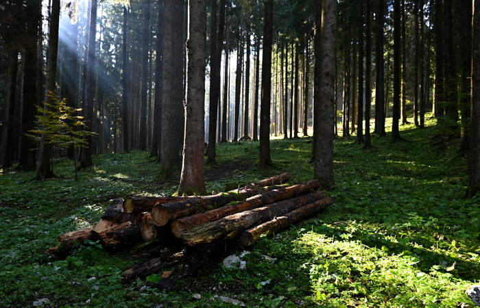 Foliage e colori autunnali nel Bosco del Cansiglio