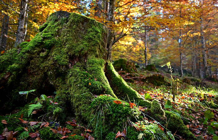 Foliage e colori autunnali nel Bosco del Cansiglio