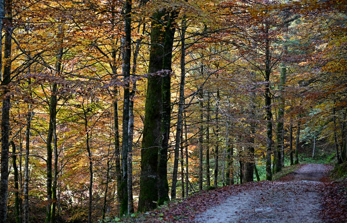 Foliage e colori autunnali nel Bosco del Cansiglio