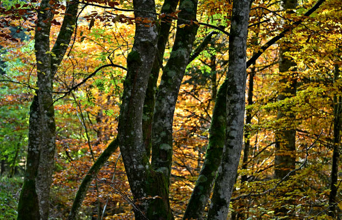 Foliage e colori autunnali nel Bosco del Cansiglio