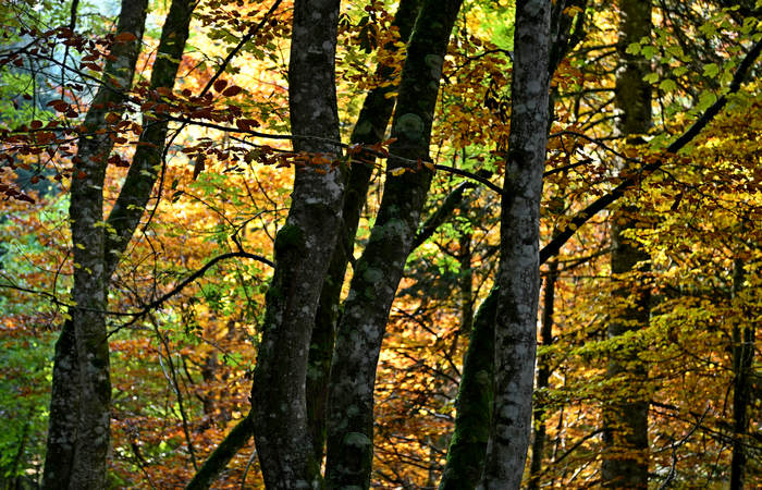 Foliage e colori autunnali nel Bosco del Cansiglio