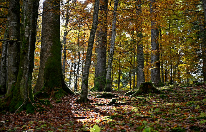 Foliage e colori autunnali nel Bosco del Cansiglio