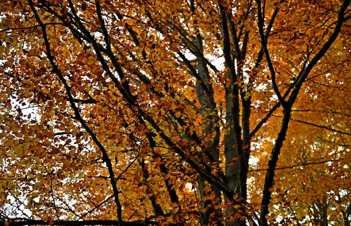 Foliage e colori autunnali nel Bosco del Cansiglio