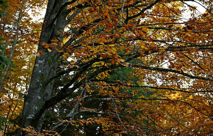 Foliage e colori autunnali nel Bosco del Cansiglio