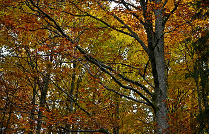 Foliage e colori autunnali nel Bosco del Cansiglio