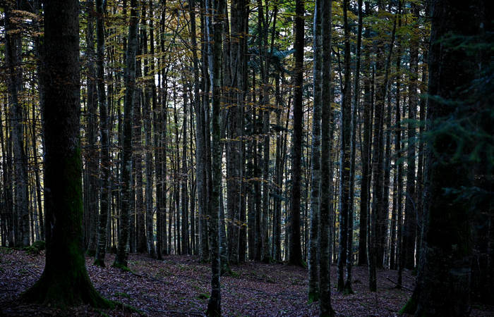 Foliage e colori autunnali nel Bosco del Cansiglio