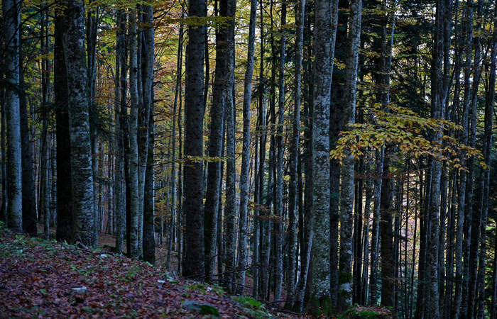 Foliage e colori autunnali nel Bosco del Cansiglio