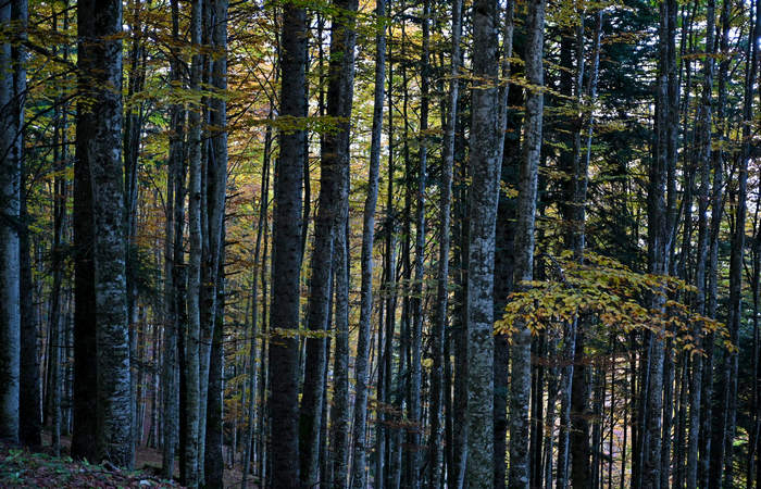 Foliage e colori autunnali nel Bosco del Cansiglio