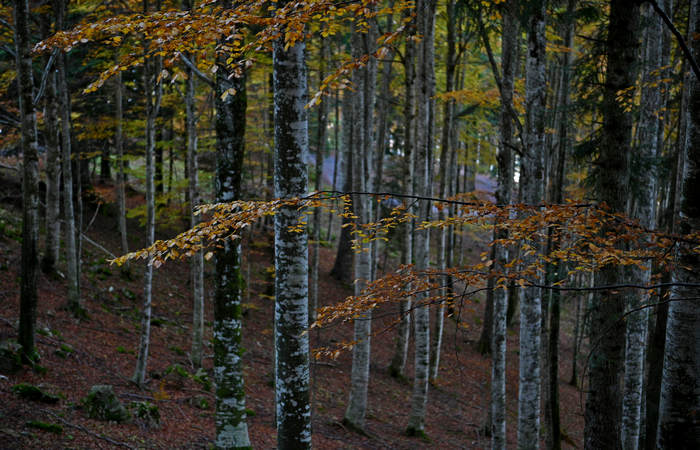 Foliage e colori autunnali nel Bosco del Cansiglio