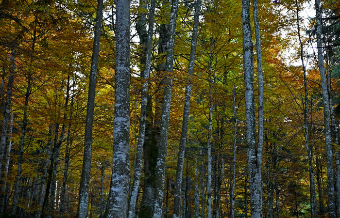 Foliage e colori autunnali nel Bosco del Cansiglio