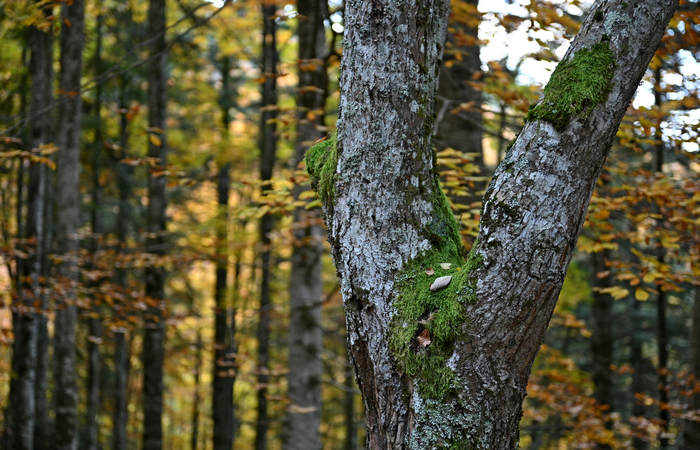 Foliage e colori autunnali nel Bosco del Cansiglio