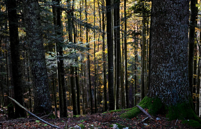 Foliage e colori autunnali nel Bosco del Cansiglio