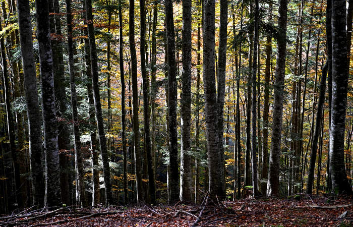 Foliage e colori autunnali nel Bosco del Cansiglio