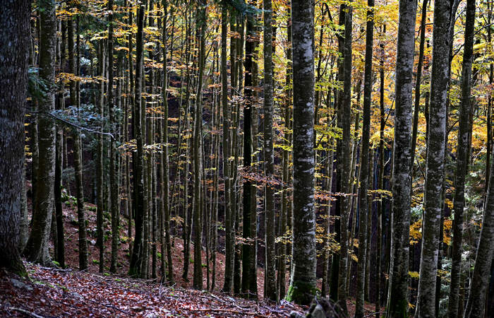 Foliage e colori autunnali nel Bosco del Cansiglio