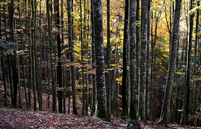 Foliage e colori autunnali nel Bosco del Cansiglio