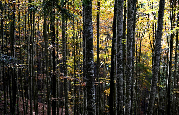 Foliage e colori autunnali nel Bosco del Cansiglio