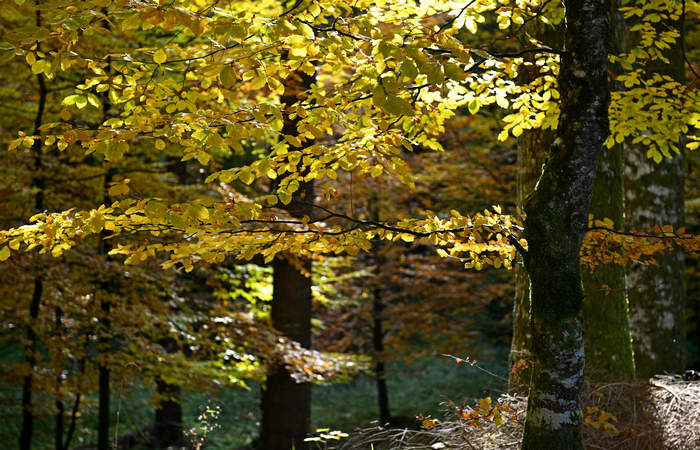 Foliage e colori autunnali nel Bosco del Cansiglio