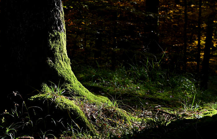 Foliage e colori autunnali nel Bosco del Cansiglio