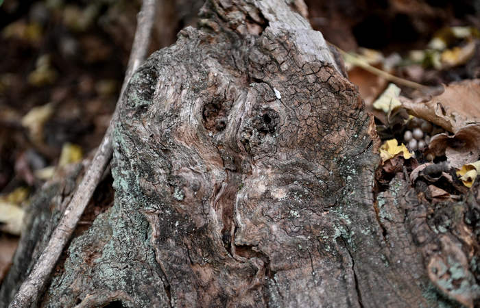 Foliage e colori autunnali nel Bosco del Cansiglio