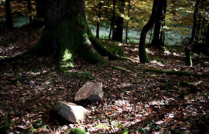 Foliage e colori autunnali nel Bosco del Cansiglio