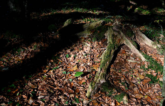 Foliage e colori autunnali nel Bosco del Cansiglio