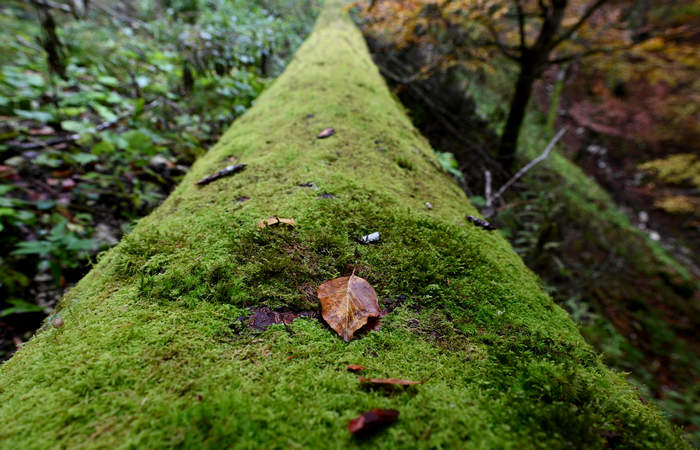 Foliage e colori autunnali nel Bosco del Cansiglio