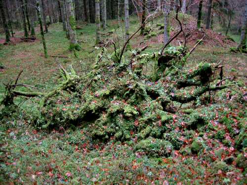autunno in Valmenera nella Piana del Cansiglio