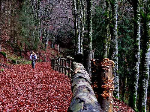 autunno in Valmenera nella Piana del Cansiglio