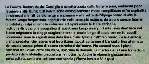 Pian Cansiglio - Foresta del Cansiglio