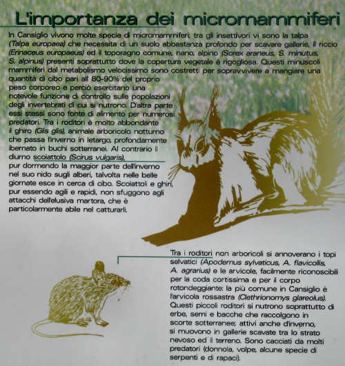 Pian Cansiglio - Foresta del Cansiglio