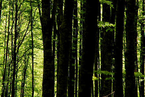 Vallorch passeggiata Pizzoch Millifret Col dela Feda Strada Taffarel