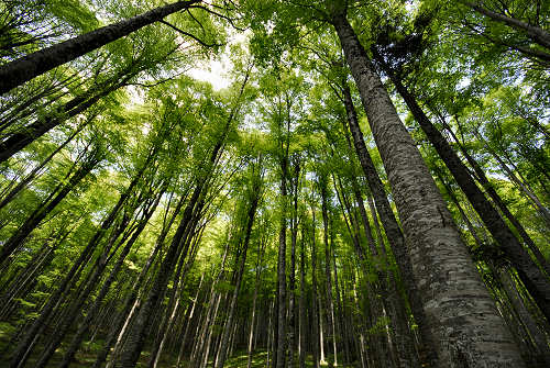 Vallorch passeggiata Pizzoch Millifret Col dela Feda Strada Taffarel
